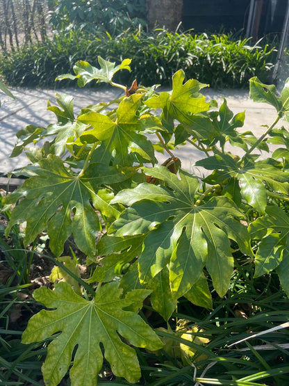 Fatsia japonica Tuinplanten bladeren