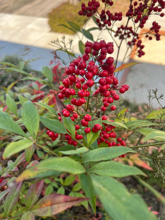Nandina domestica Tuinplanten bladeren