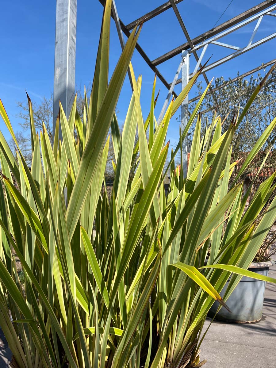 Phormium 'Golden Ray' op stam bladeren