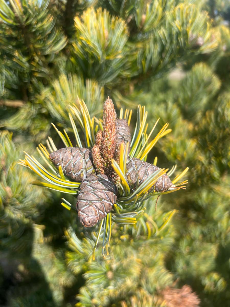 Pinus parviflora 'Aoi' Tuinplanten kegel