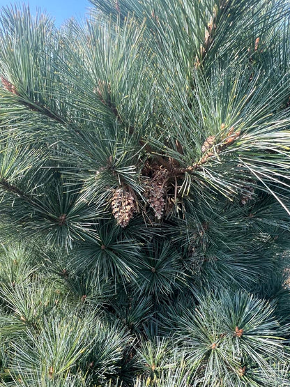 Pinus strobus 'Radiata' kegel