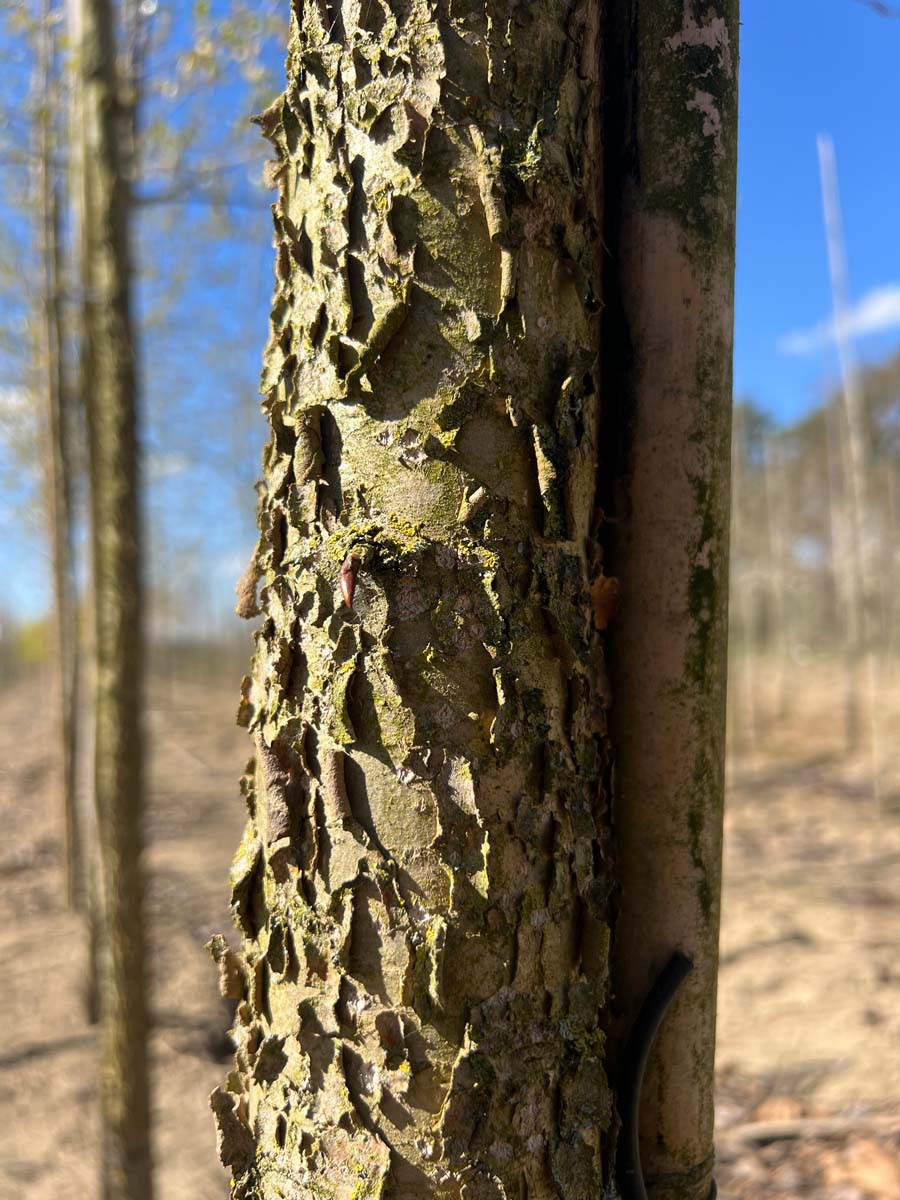 Populus balsamifera Tuinplanten stam
