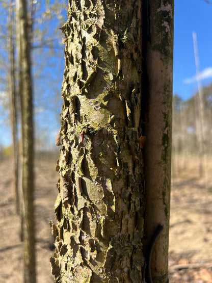 Populus balsamifera Tuinplanten stam