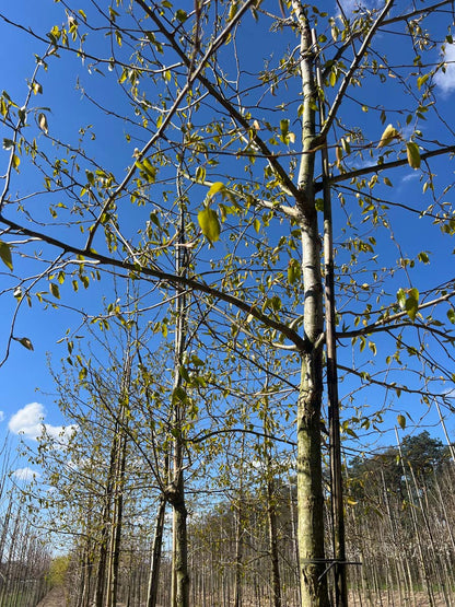 Populus balsamifera Tuinplanten kroon
