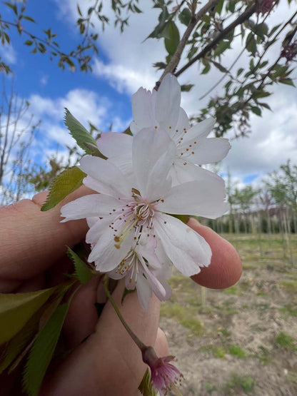 Prunus incisa 'February Pink' solitair bloem