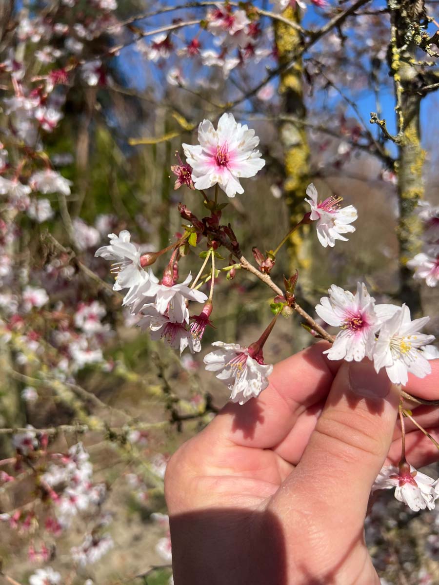 Prunus incisa 'Mikinori' meerstammig / struik bloem