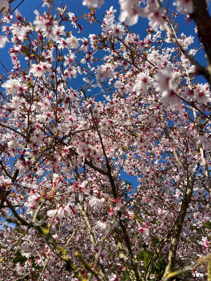 Prunus incisa 'Mikinori' meerstammig / struik bloesem