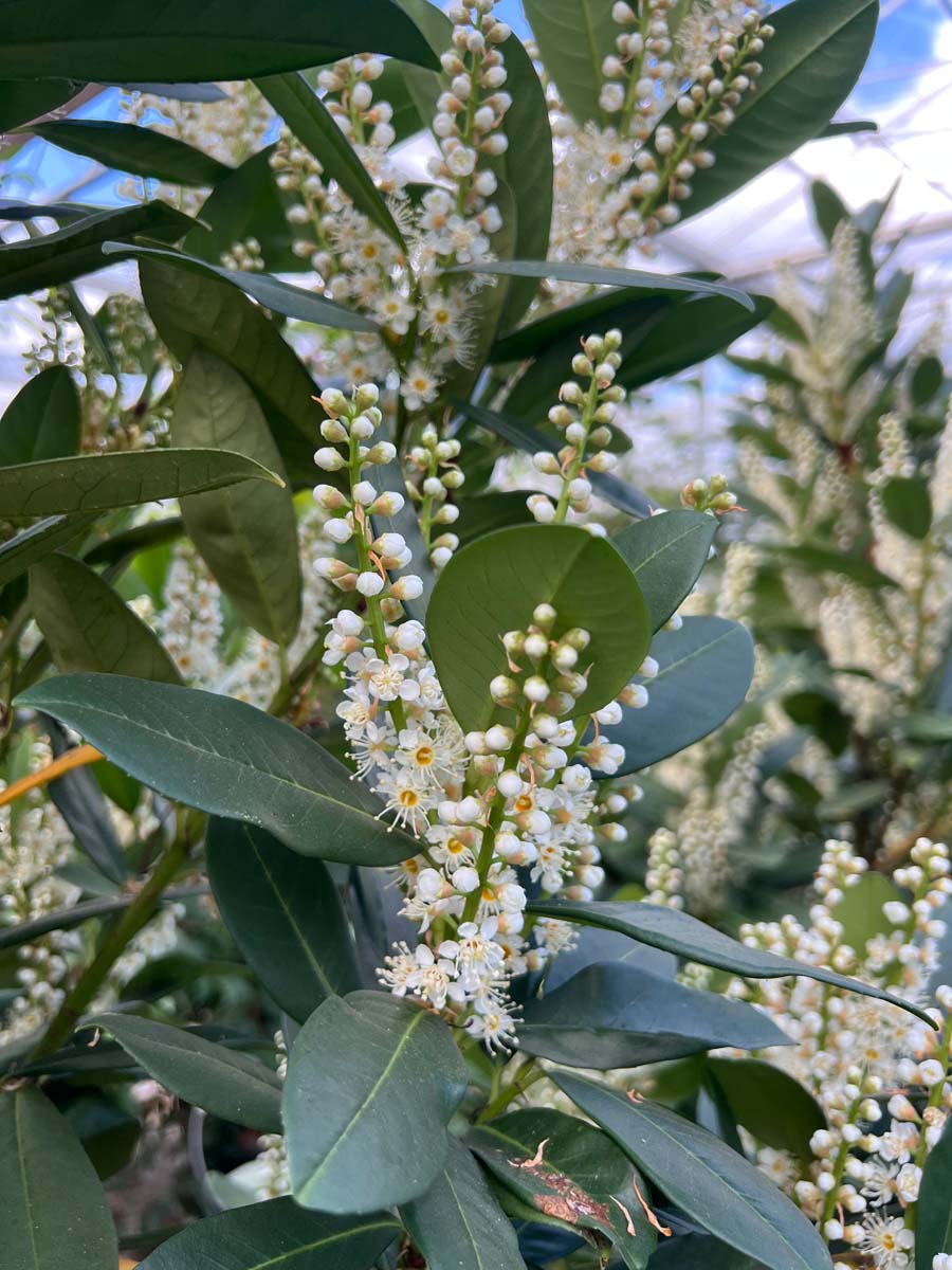 Prunus laurocerasus 'Greentorch' op stam bloem