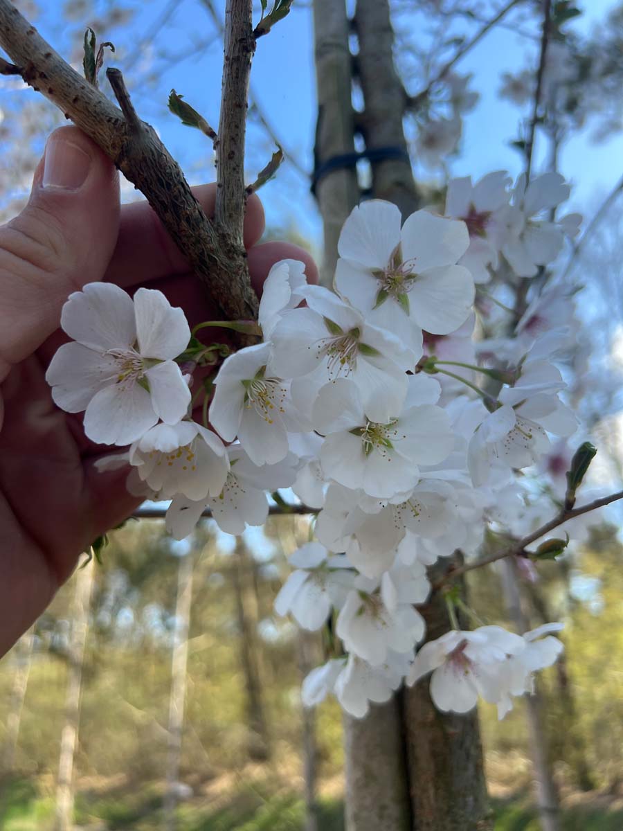 Prunus 'Mieke' solitair bloesem