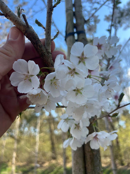 Prunus 'Mieke' solitair bloesem