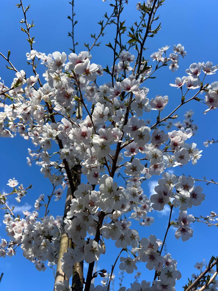 Prunus 'Mieke' solitair bloesem