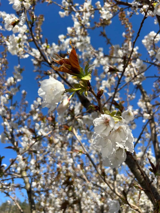Prunus serrulata 'Taihaku' haagplant bloesem