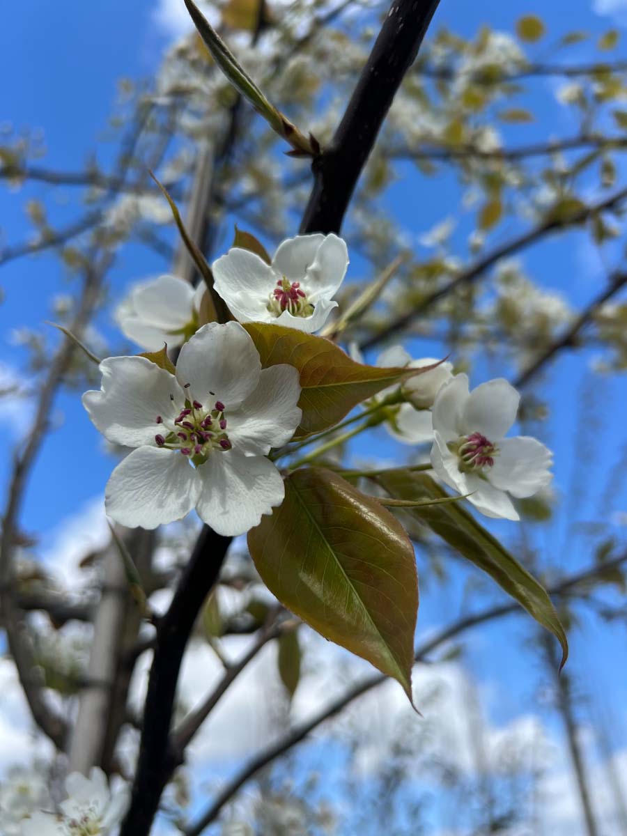 Pyrus serrulata bloem