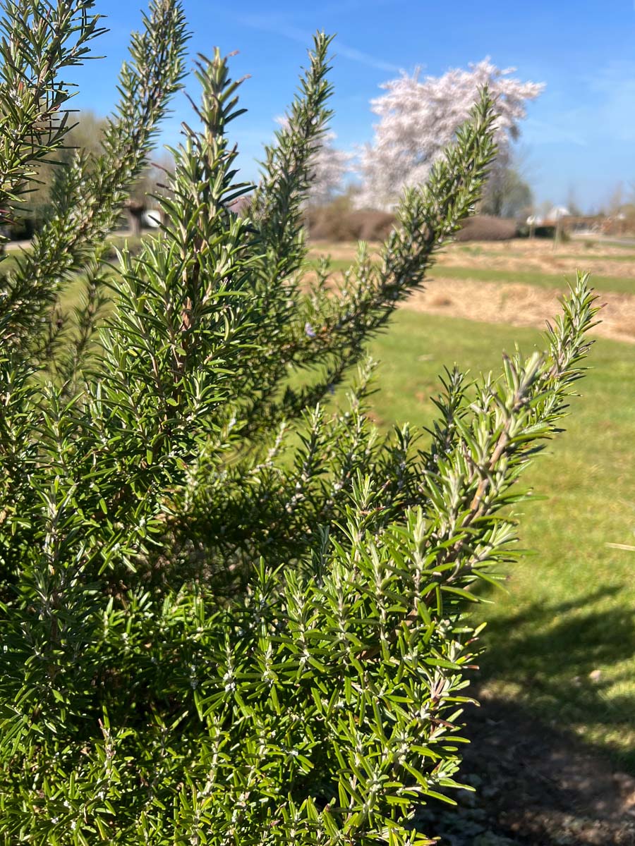 Rosmarinus officinalis twijg