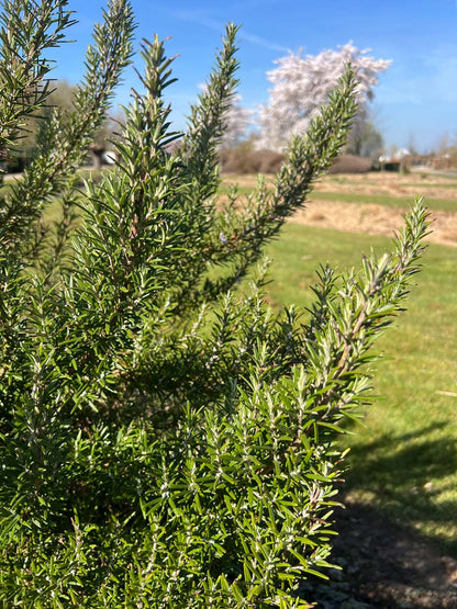Rosmarinus officinalis twijg