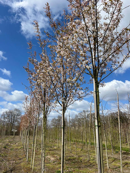 Amelanchier arborea 'Robin Hill' op stam op stam