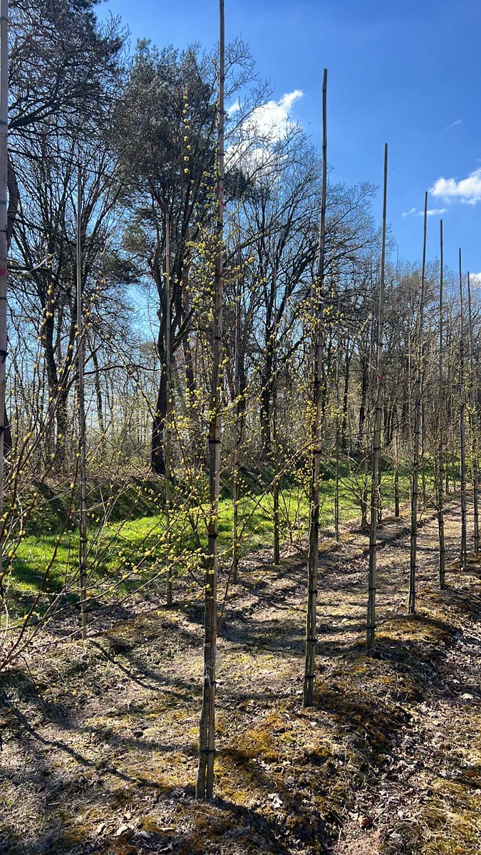 Lindera benzoin op stam op stam