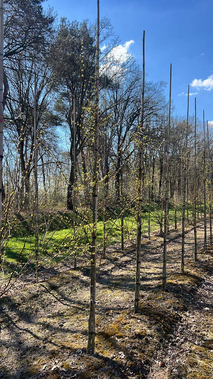 Lindera benzoin op stam op stam