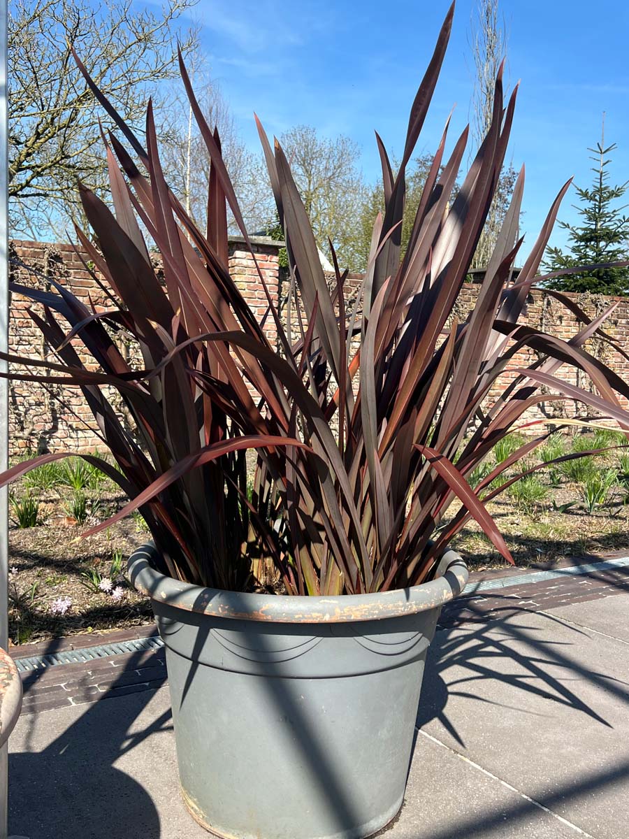 Phormium 'Amazing Red' tuinplanten