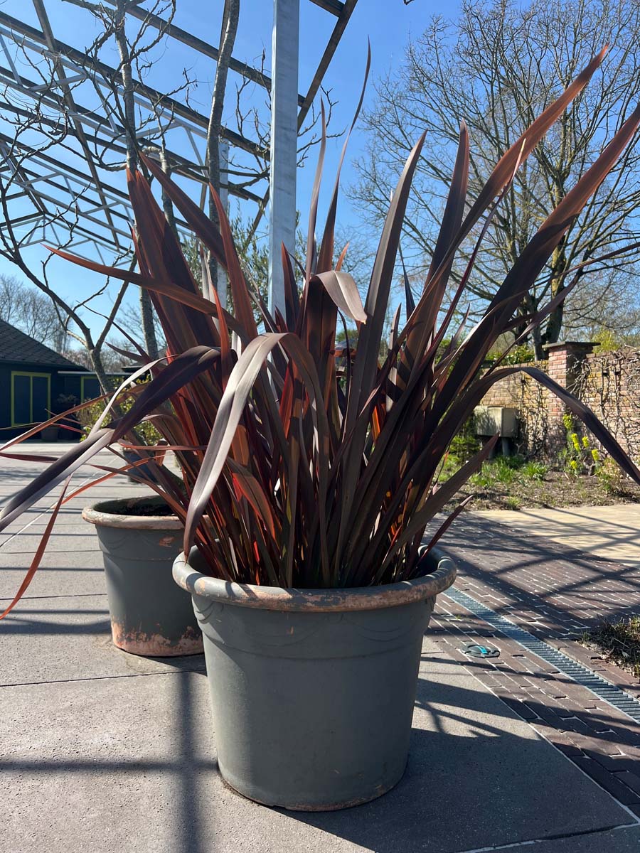 Phormium 'Amazing Red' tuinplanten