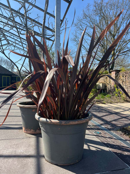 Phormium 'Amazing Red' tuinplanten