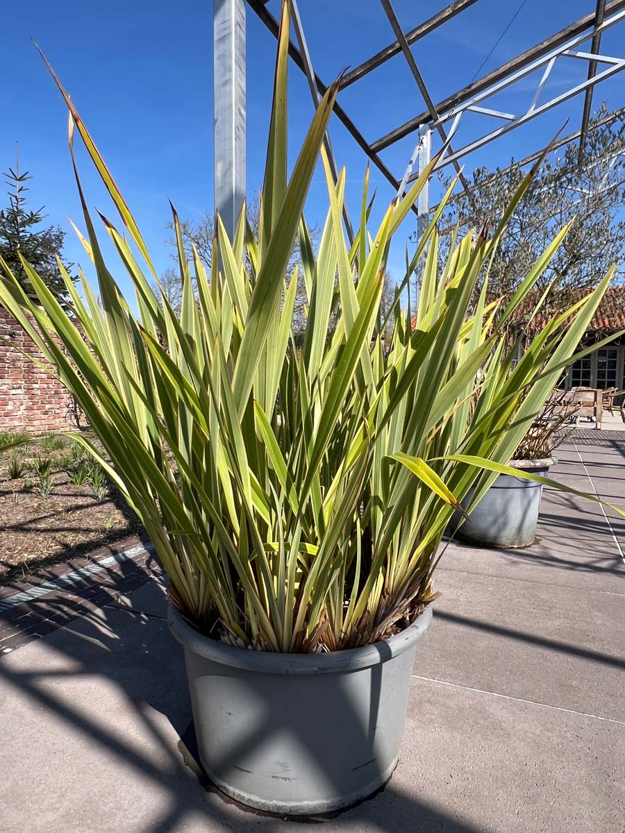 Phormium 'Golden Ray' tuinplanten