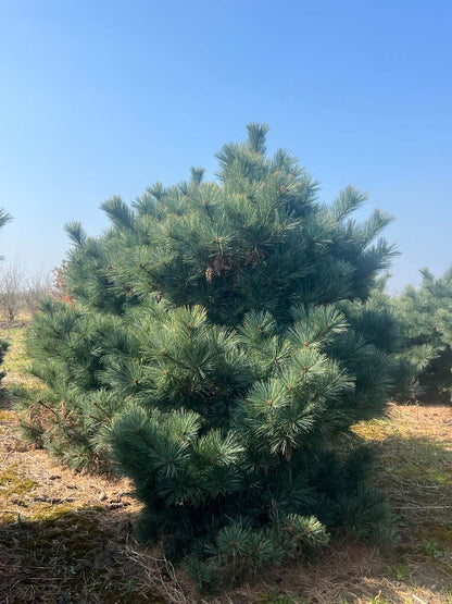 Pinus strobus 'Radiata' solitair