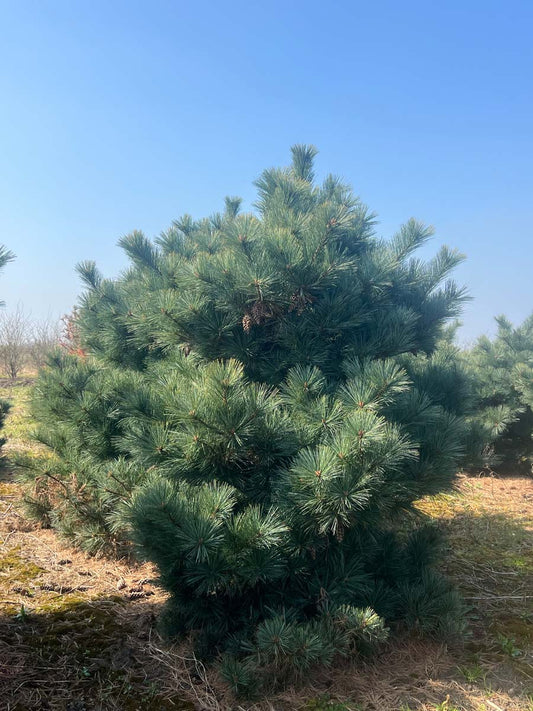 Pinus strobus 'Radiata' solitair