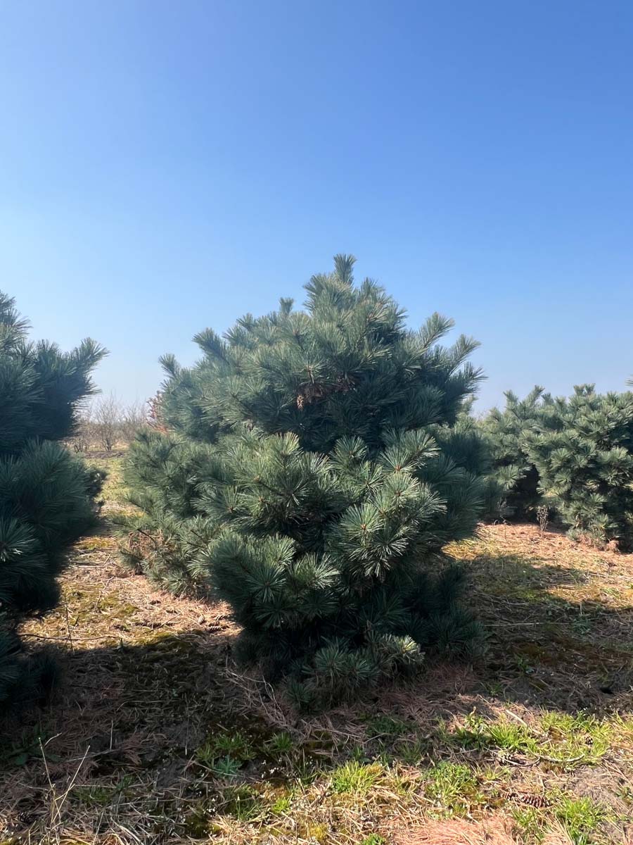 Pinus strobus 'Radiata' solitair