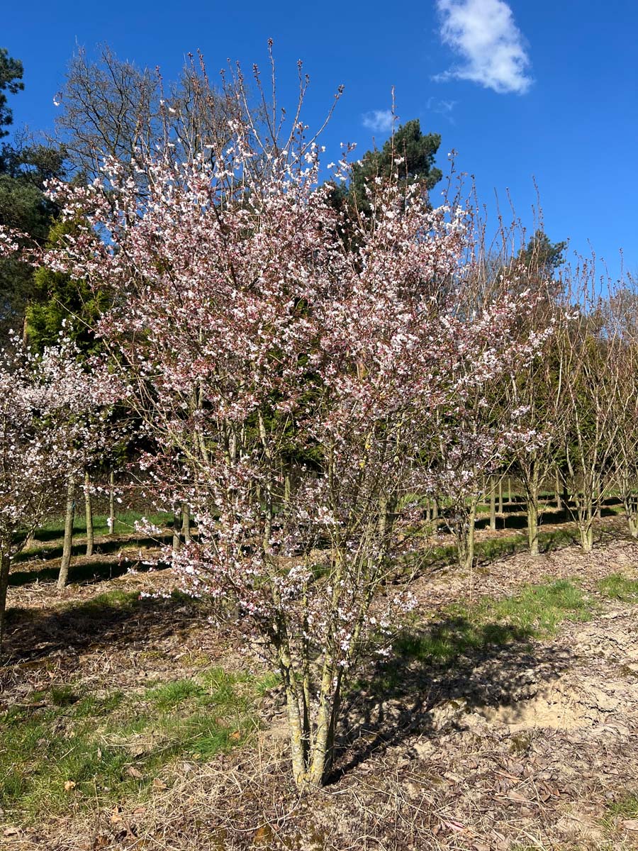 Prunus incisa 'Mikinori' meerstammig / struik meerstammig