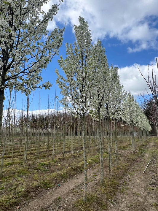 Pyrus calleryana op stam op stam