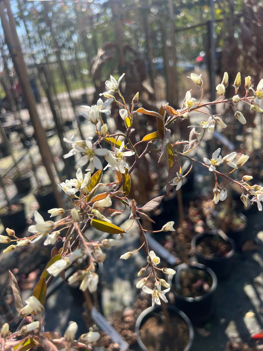 Amelanchier grandiflora 'Forest Prince' op stam bloesem