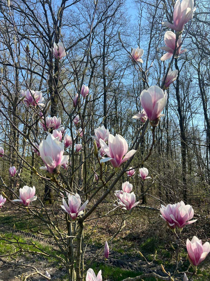 Magnolia soulangeana solitair bloesem