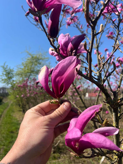 Magnolia 'Susan' op stam bloem