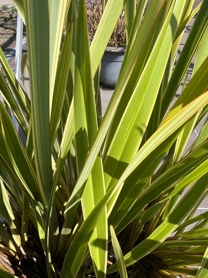 Phormium 'Golden Ray' op stam blad