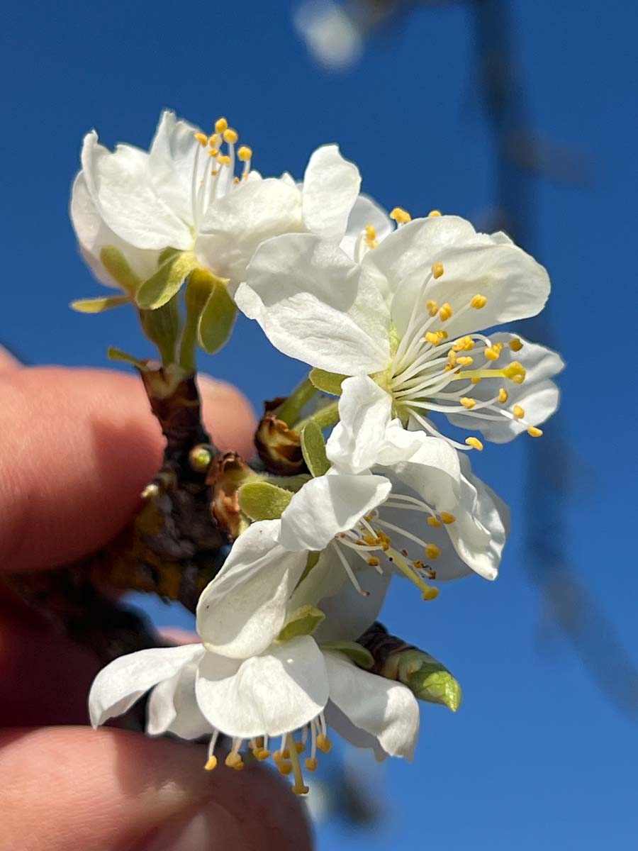 Prunus domestica 'Reine Claude d'Oullins' leiboom bloem