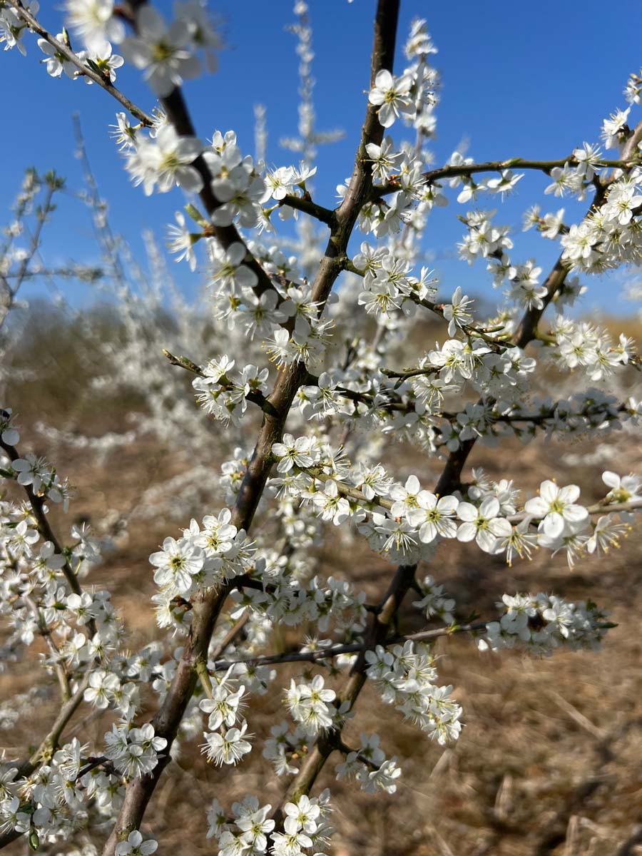 Prunus spinosa meerstammig / struik bloesem