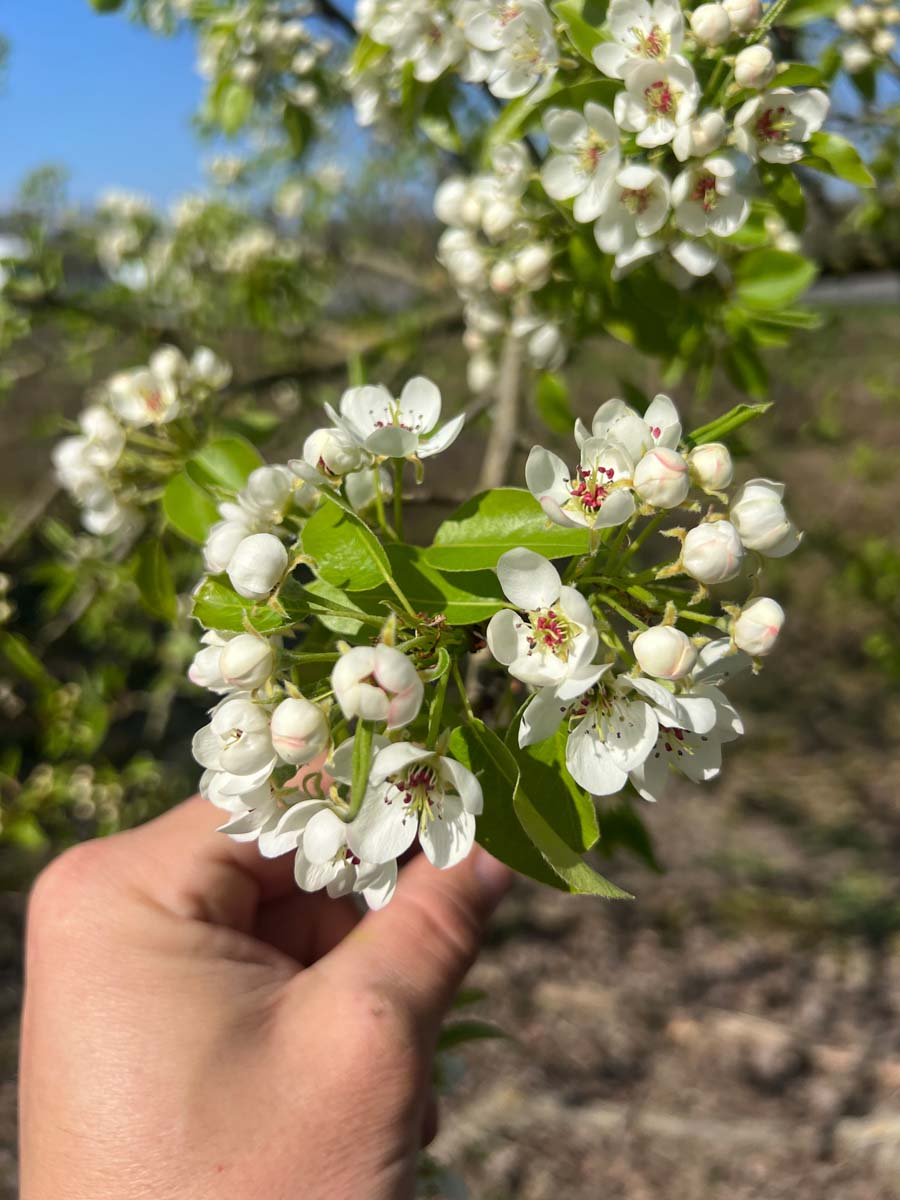 Pyrus communis leiboom bloem