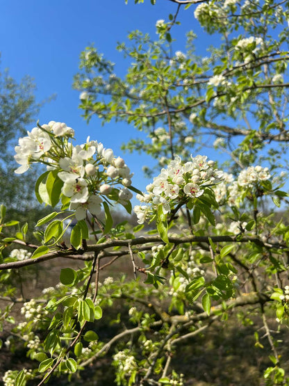 Pyrus communis haagplant bloem