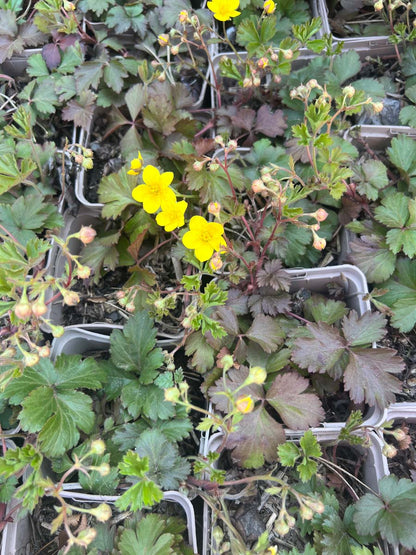 Waldsteinia ternata bloem
