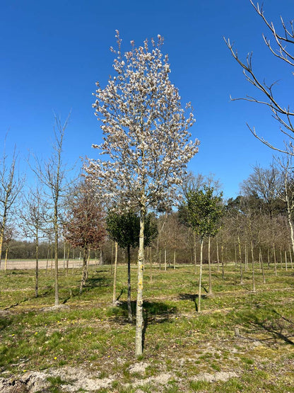 Amelanchier arborea 'Robin Hill' op stam op stam