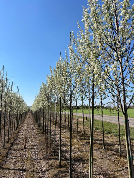 Amelanchier canadensis 'October Flame' op stam op stam
