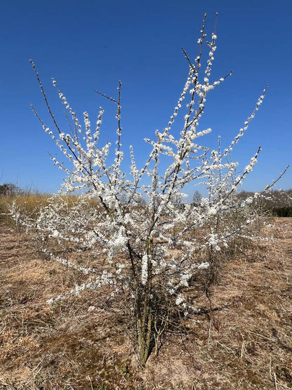 Prunus spinosa meerstammig / struik struik