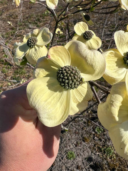 Cornus 'Ascona' meerstammig / struik bloem