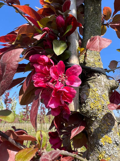 Malus 'Profusion' solitair bloem