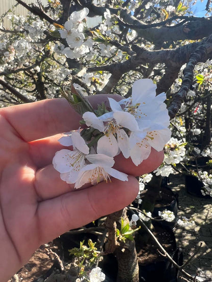 Prunus avium 'Merchant' meerstammig / struik bloem