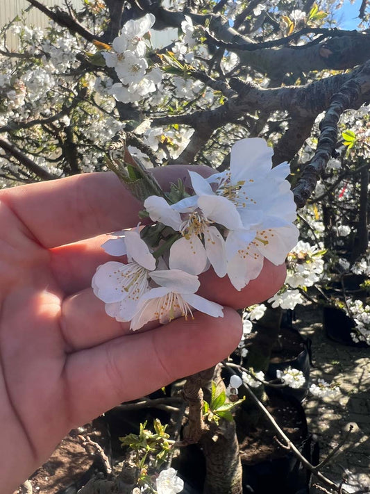 Prunus avium 'Merchant' solitair bloem