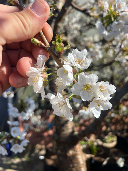 Prunus avium 'Merchant' solitair bloem