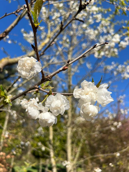 Prunus avium 'Plena' haagplant bloem