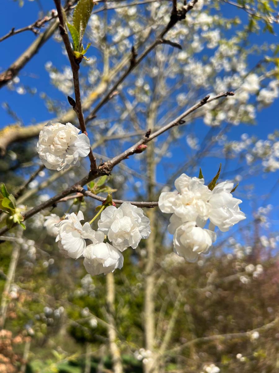 Prunus avium 'Plena' op stam bloem